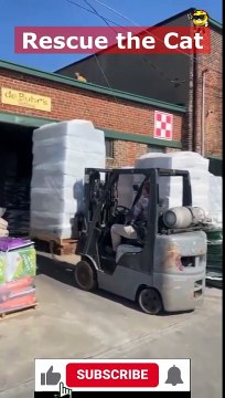 Rescue the Cat - #animals #funnyfails #animalvideo #humor #humour #fails #funnywork