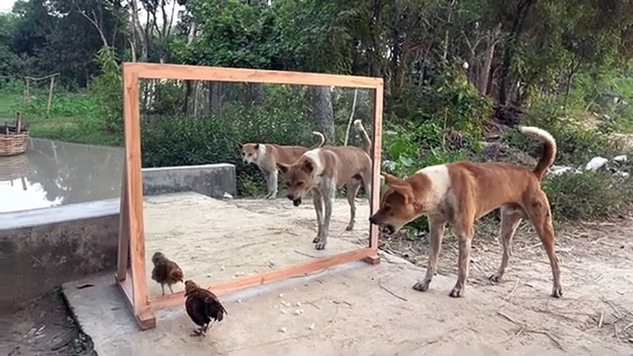 Mirror prank dog