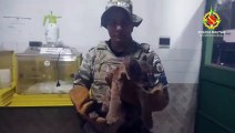 PMDF captura filhote de onça em Formosa - GO; confira o vídeo