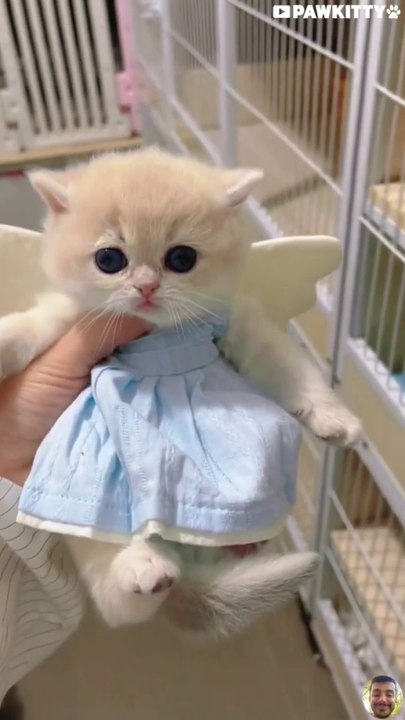 super ultra cute kittens (part5) ❤️ #shorts #kitten #cats