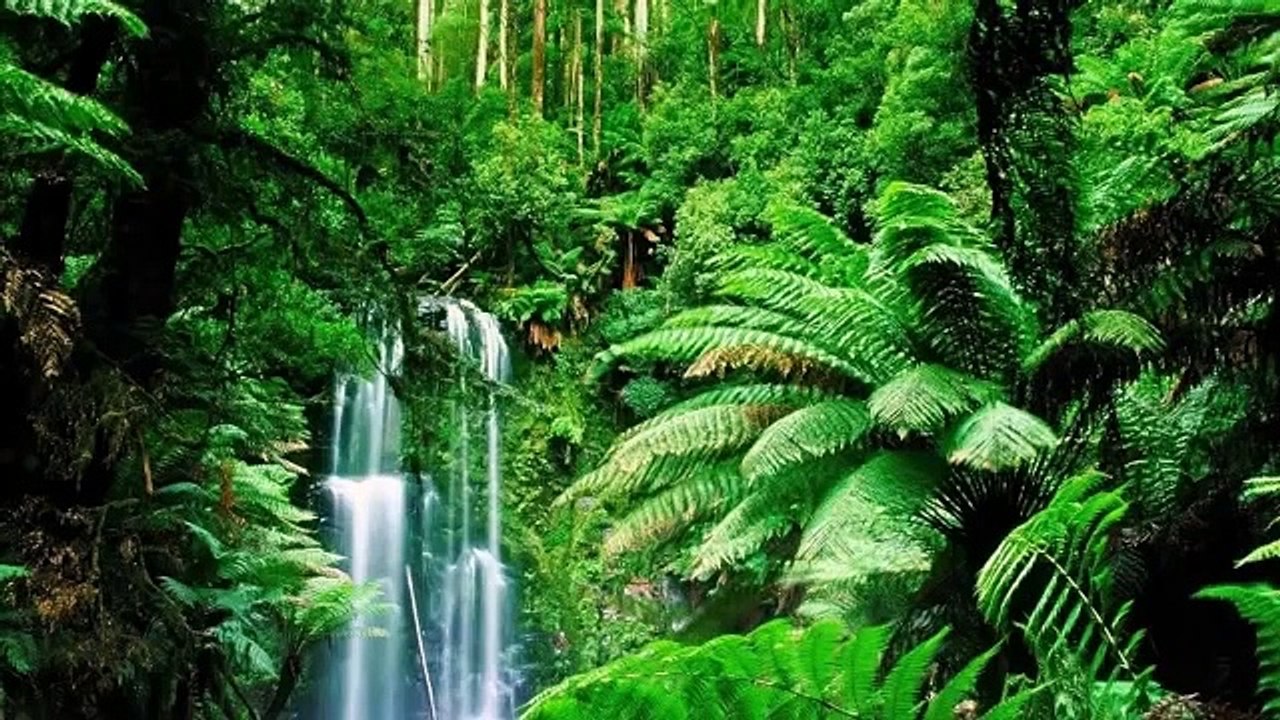 10 Ms Relaxing Music In Naturel Sound of Nature