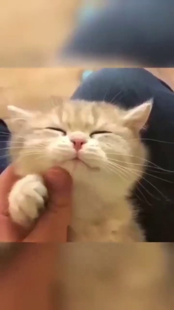 ⁣cute+#cuteanimals#shorts#kittens#cutekittens#pets#musica