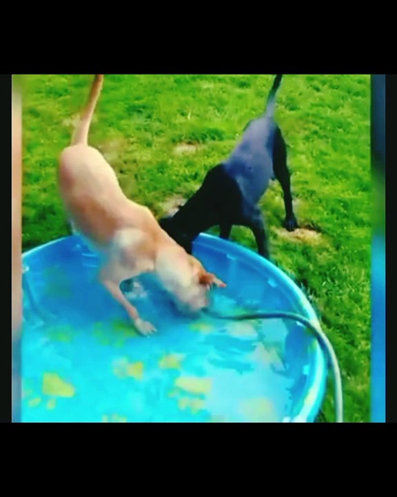 Funny animal vedio