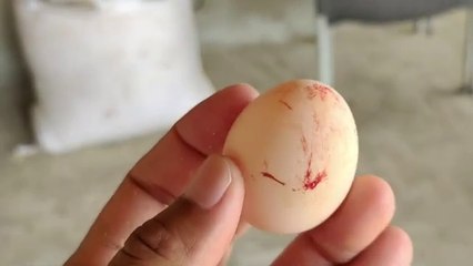 Hen starting first egg process __ first egg to broody hen