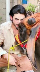 Hilarious Viral Short Video 😂