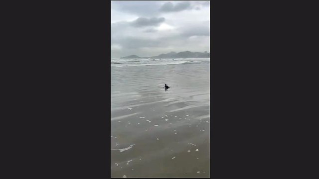 Pinguim não consegue ultrapassar ressaca e é encontrado em faixa de areia de praia de Santos