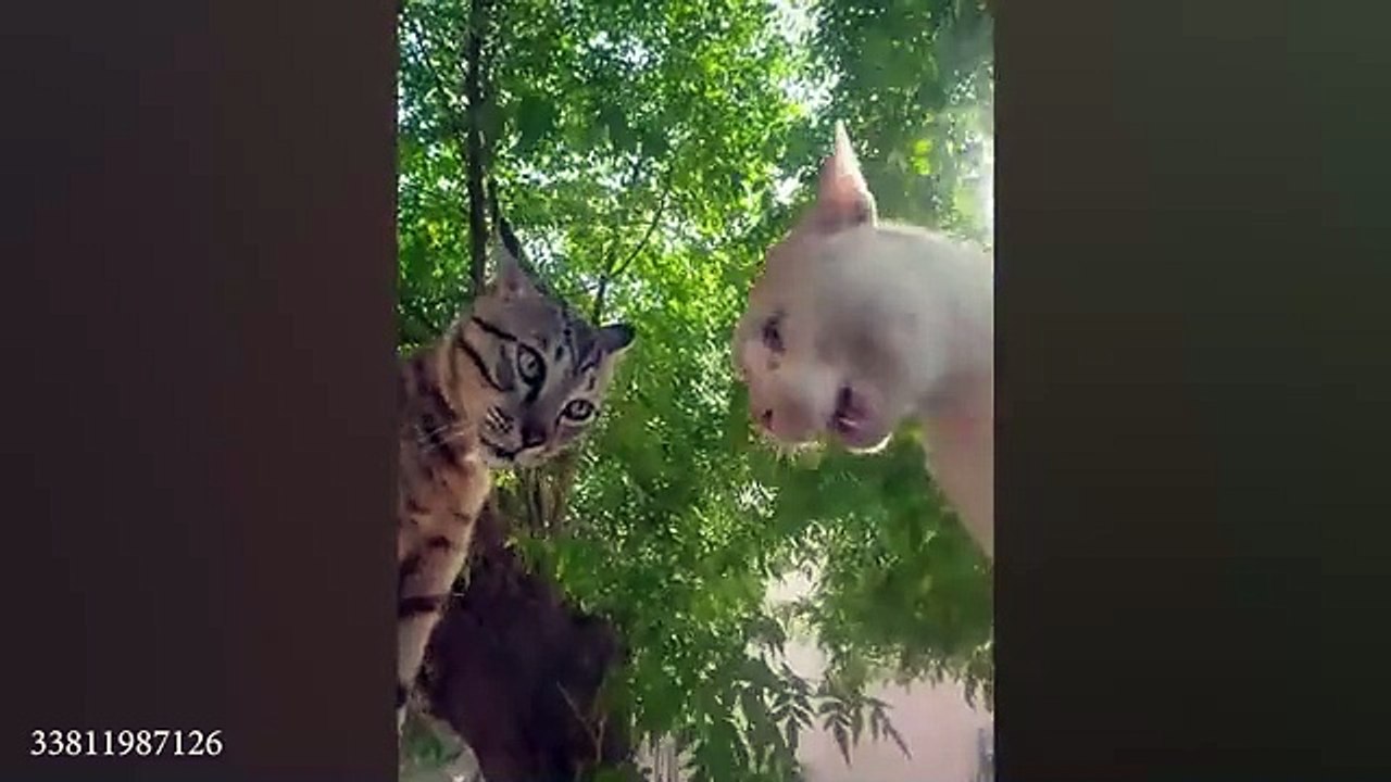 Funny_ANIMALS__New_Funny_Cats_and_Dogs(360p)
