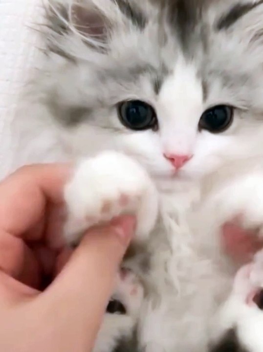 Cute cats