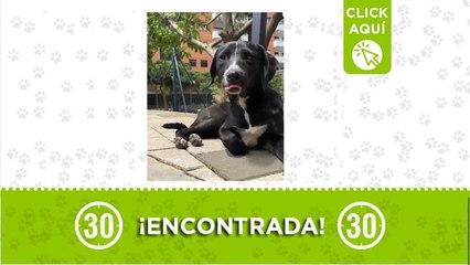 Apareció  "de la nada" en Niquía parte baja: buscamos su familia o quien lo adopte