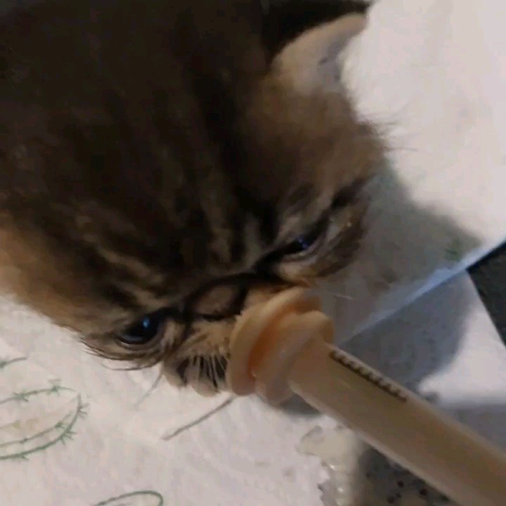 #lapo #little #cat