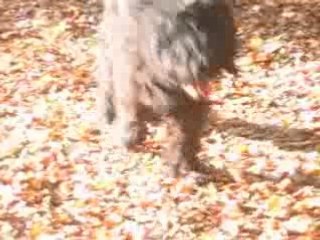 Bouvier des Flandres 12 ans.