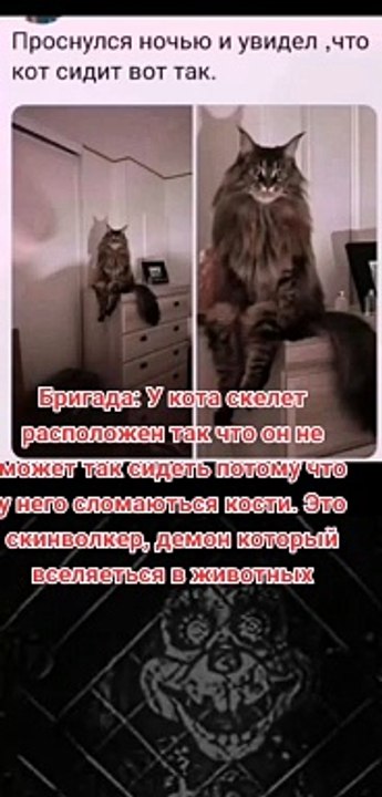 Кот, который сидит по-человечески #приколы #прикол #ржака #ржакадослез #юмор #юморздесь #хохма