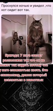 Кот, который сидит по-человечески #приколы #прикол #ржака #ржакадослез #юмор #юморздесь #хохма