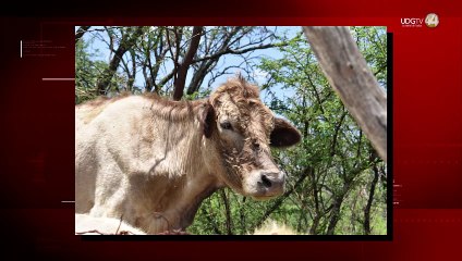 Agricultores del norte del estado esperan que este temporal sea mejor al anterior