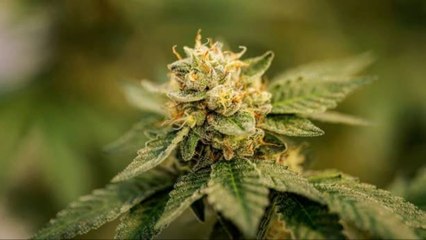 Legalizar La Marihuana Aumenta La Tasa De Empleo En El Sector Agrícola