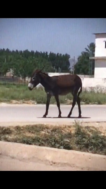 Funny video