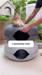 This is why I absolutely hate this cat cave