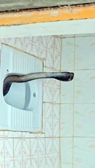 Mulher encontra cobra-rei mortal dentro de banheiro
