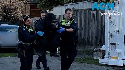 Garry the gorilla recovered from Aussie backyard