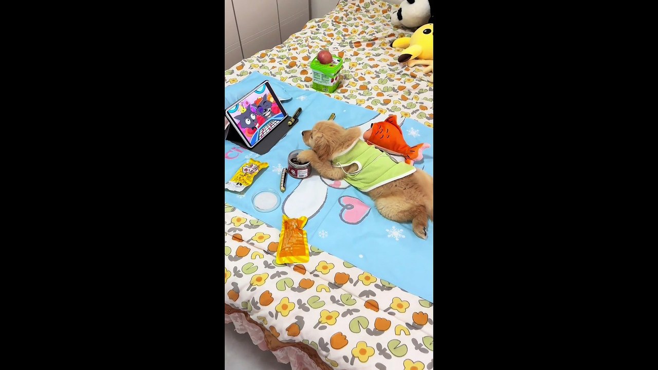 The Ultimate Funny Dog Video Compilation