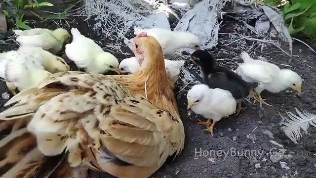mother chickens call chicks to dust bath - hen dirt bath with baby chickens