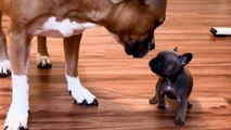 French Bulldog Puppy Is Raised By Kittens