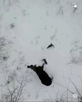 animals intresting vedio