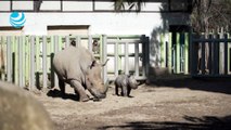 Nace tercer rinoceronte blanco en Sudamérica en zoológico chileno