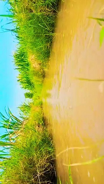 Nature__relaxing_music_Rafay chaudhary vlogs_punjab#pakistan_#nature_#punjab_#india_#green_#youtubeshorts_#trending(360p)