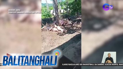 Mahigit 200 alagang baboy, namatay matapos tamaan ng hinihinalang ASF | Balitanghali