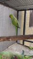 Green ringneck with Alexander Raw Parrot| talking parrot | Hand tamed