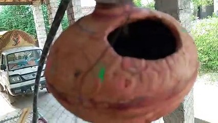 Baby  parrot  falling down from nest 