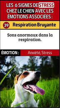 Réactions Exagérées et Grognements chez le Chien : Signes de Stress