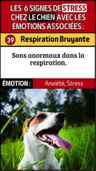 Réactions Exagérées et Grognements chez le Chien : Signes de Stress