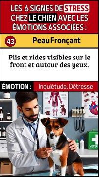 Signes Subtils de Stress : Rides et Griffades chez les Chiens
