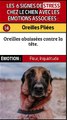 Yeux Agrandis et Autres Signes de Stress chez le Chien