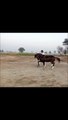 Parwaz Horse Dance Video || Horse Dance Training Video