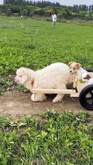 Sari Duniya ka bojh hum uthaen gy....