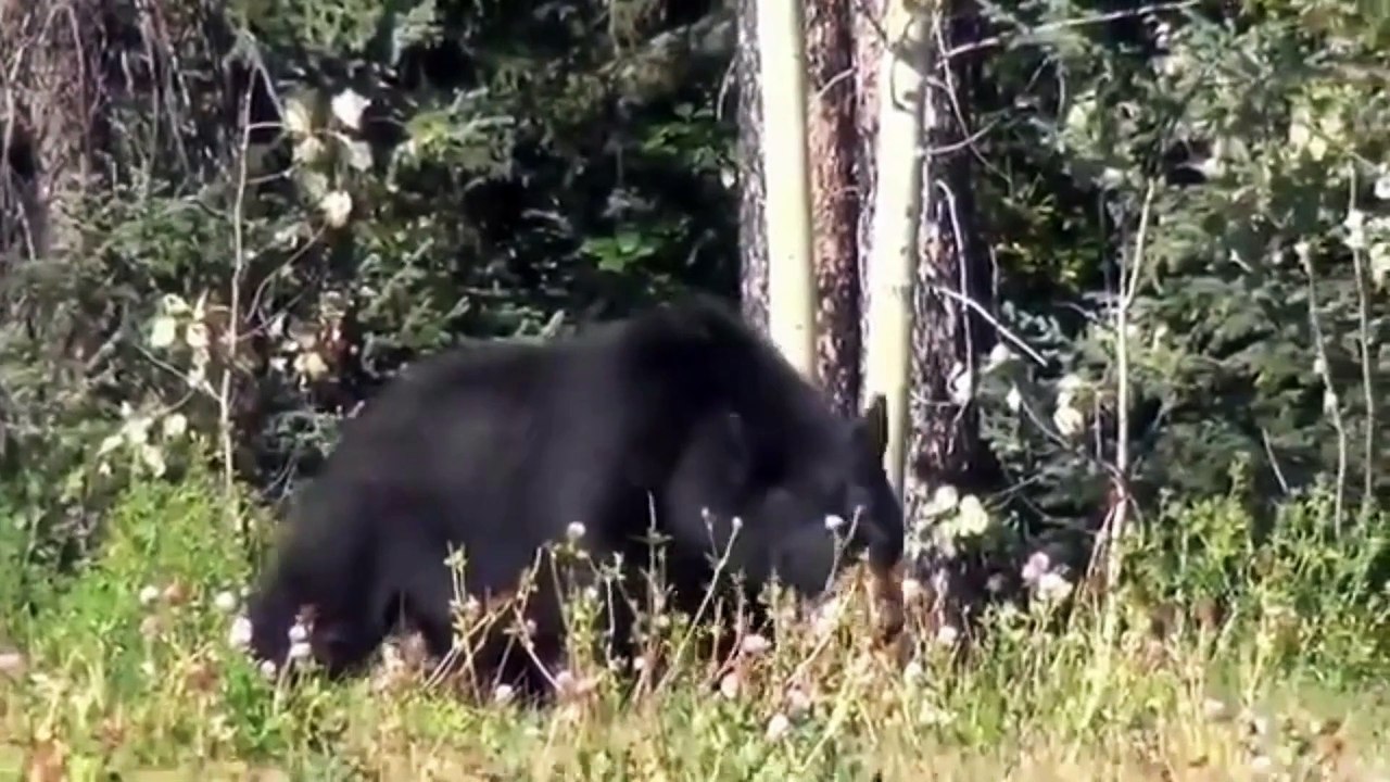 ANIMAL SOUNDS PART 2