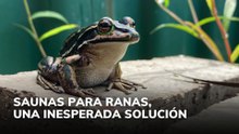 Saunas para ranas