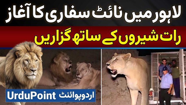 Lahore Safari Zoo Mein Night Safari Start - Night Lions Ke Sath Guzare Aur Lion Ko Khana Bhi Khilaye