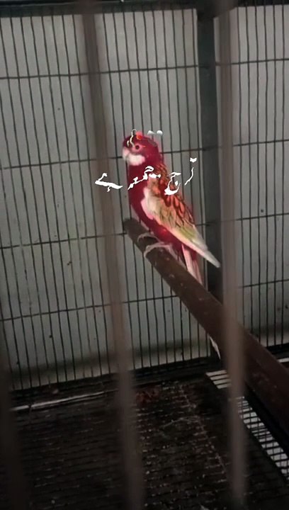 Birds 5.7.2024