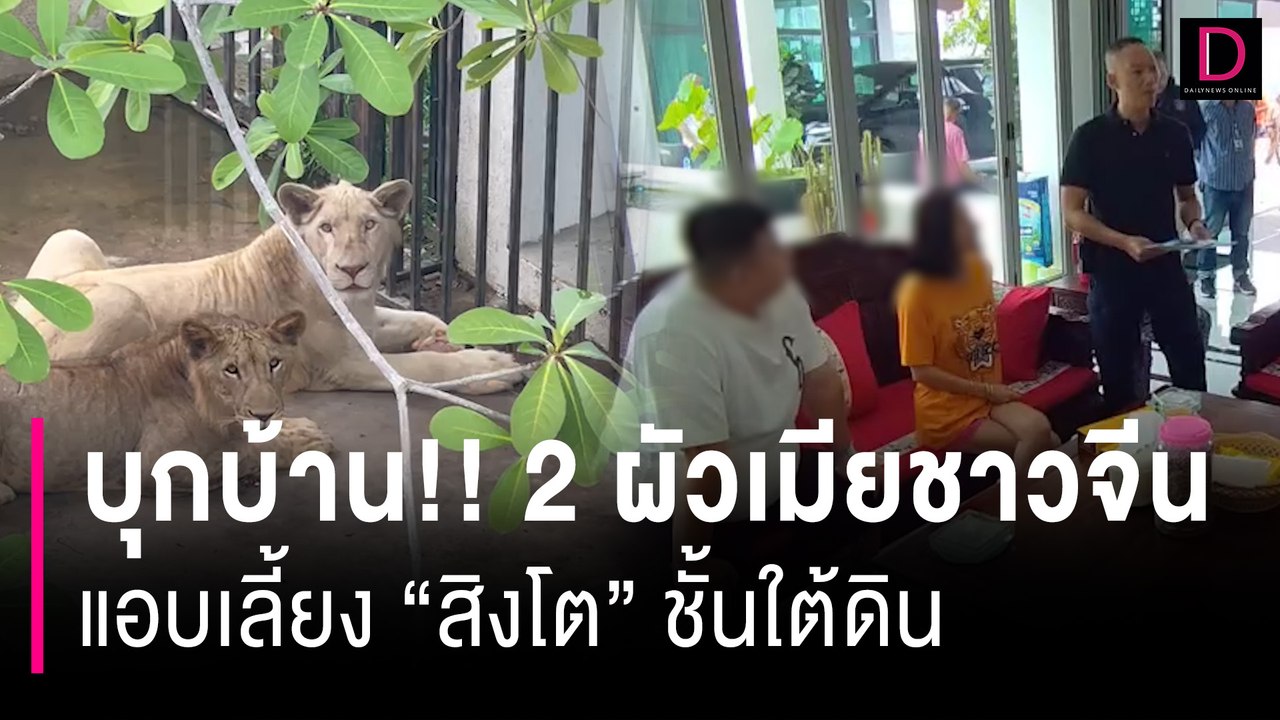 บุกบ้าน 2 ผัวเมียชาวจีนแอบเลี้ยง "สิงโต" ยึดอาย...