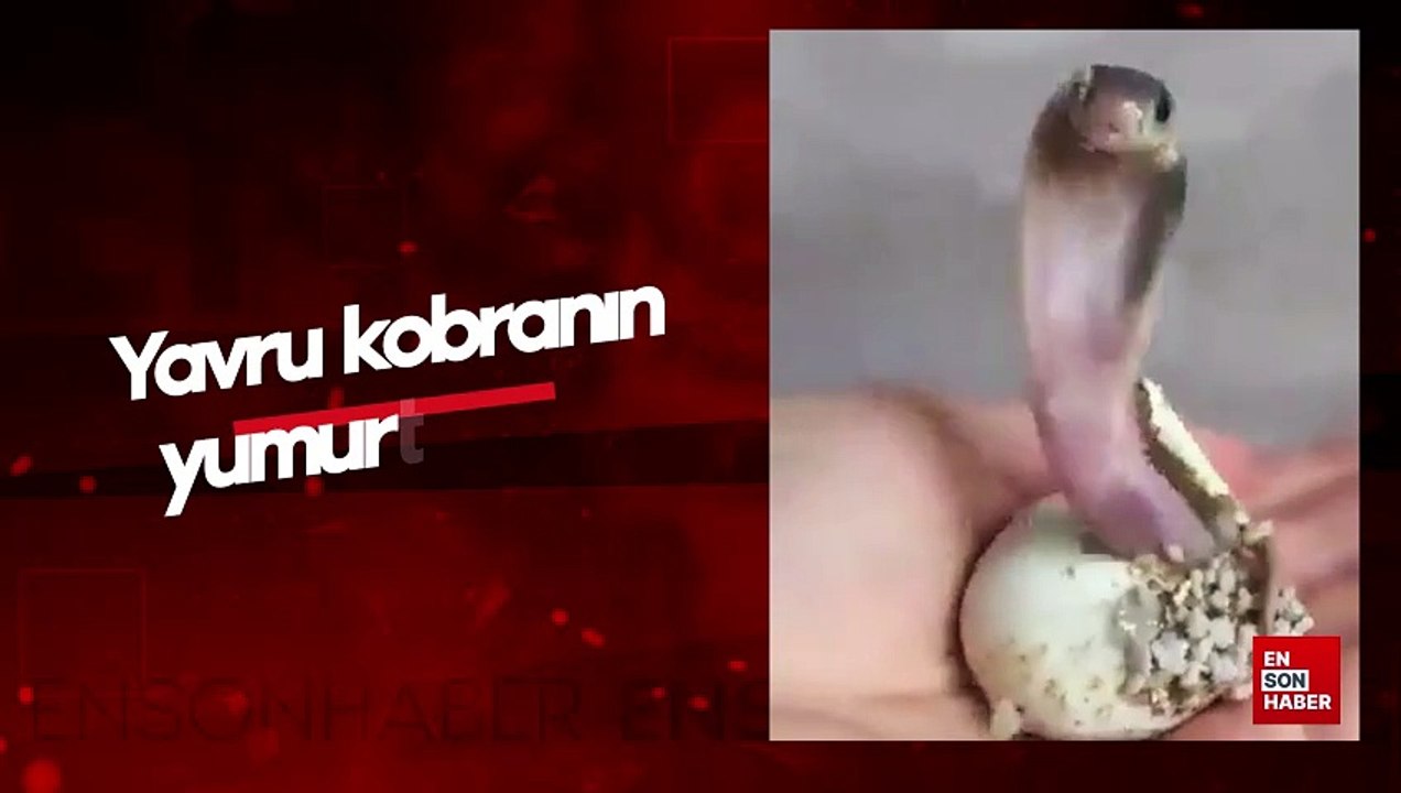Yavru kobranın yumurtadan çıktığı an