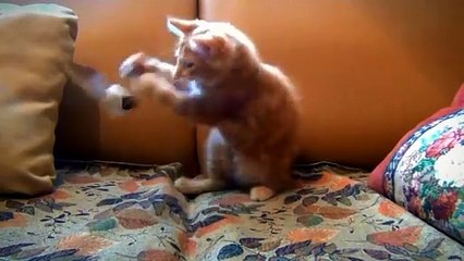 Best Funniest Cats And Dogs Videos Ever Compilation #1 - Best Funny Animal Videos Of The Year 2024