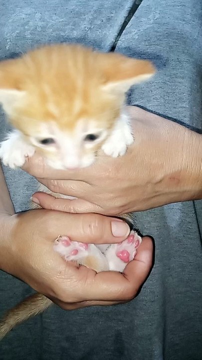 PET'S ARE FAMILY ! CAT LOVERS. SECRET JR. ! 