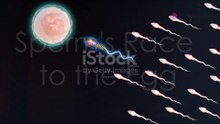 The Incredible Journey of Human Embryo 1080