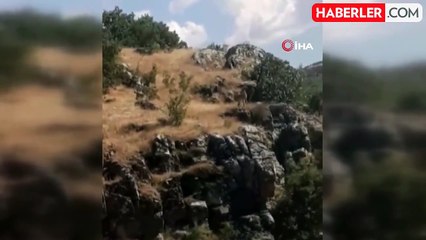 Diyarbakır'da dereye su içmeye inen dağ keçileri böyle görüntülendi