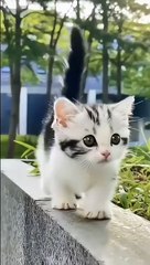 Cute cat attitude  status