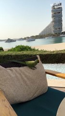 Burger Bandit! Hilarious Parrot Crashes Lunch Date